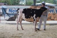 Priestland 6135 Solomon Ambrosia (Champion Calf)