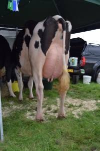 Priestland 5450 Braxton Frosty VG89