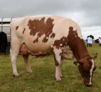 Marleycote Sea Lily 14 - interbreed dairy champion