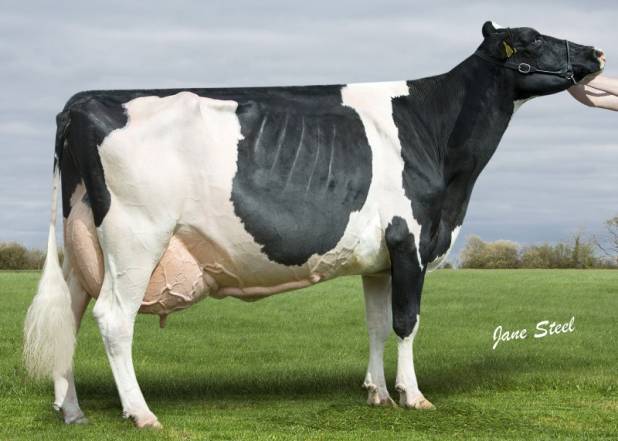 Priestland 4934 Goldwyn Ambrosia EX95 (Balmoral Show 2017)