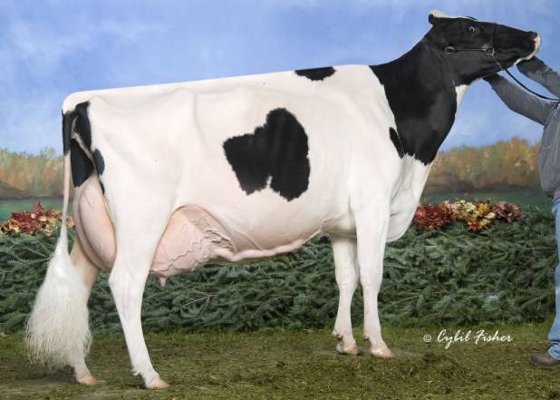 EK-Oseeana Ambrosia EX95