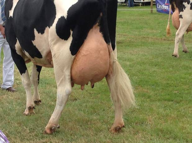 Grantchester Goldwyn Nellie