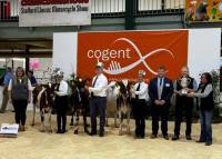 ABAB SHORTHORN CHAMPION LINE UP