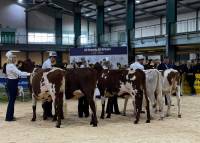 MATURE CALF CLASS