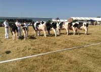 Line up of 1st & 2nd place holstein classes