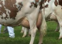 Udder shot of Atley Hill Yellow Pamela